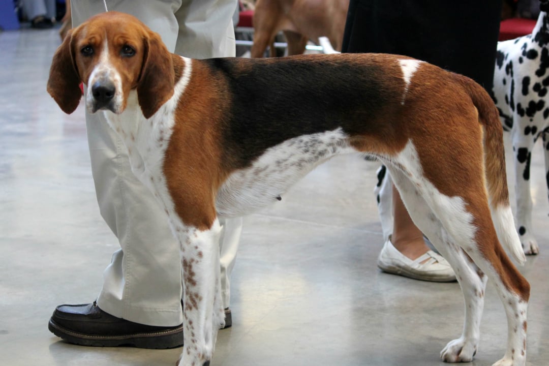 American Foxhound Breeders in 1 States