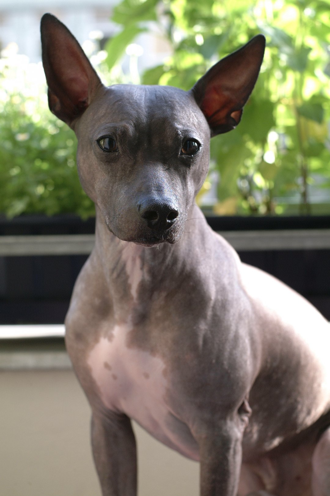 American Hairless Terrier Breeders in 9 States