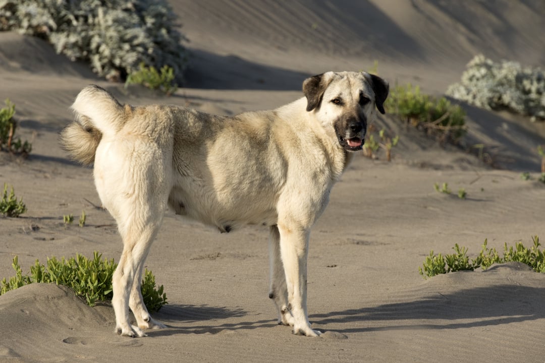 Anatolian Shepherd Dog Breeders in 25 States