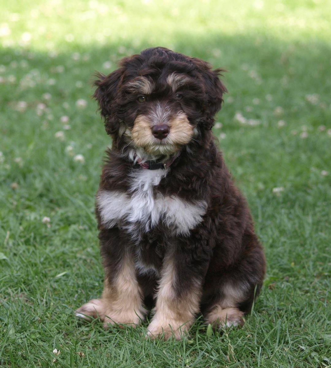 Aussiedoodle Breeders in 6 States