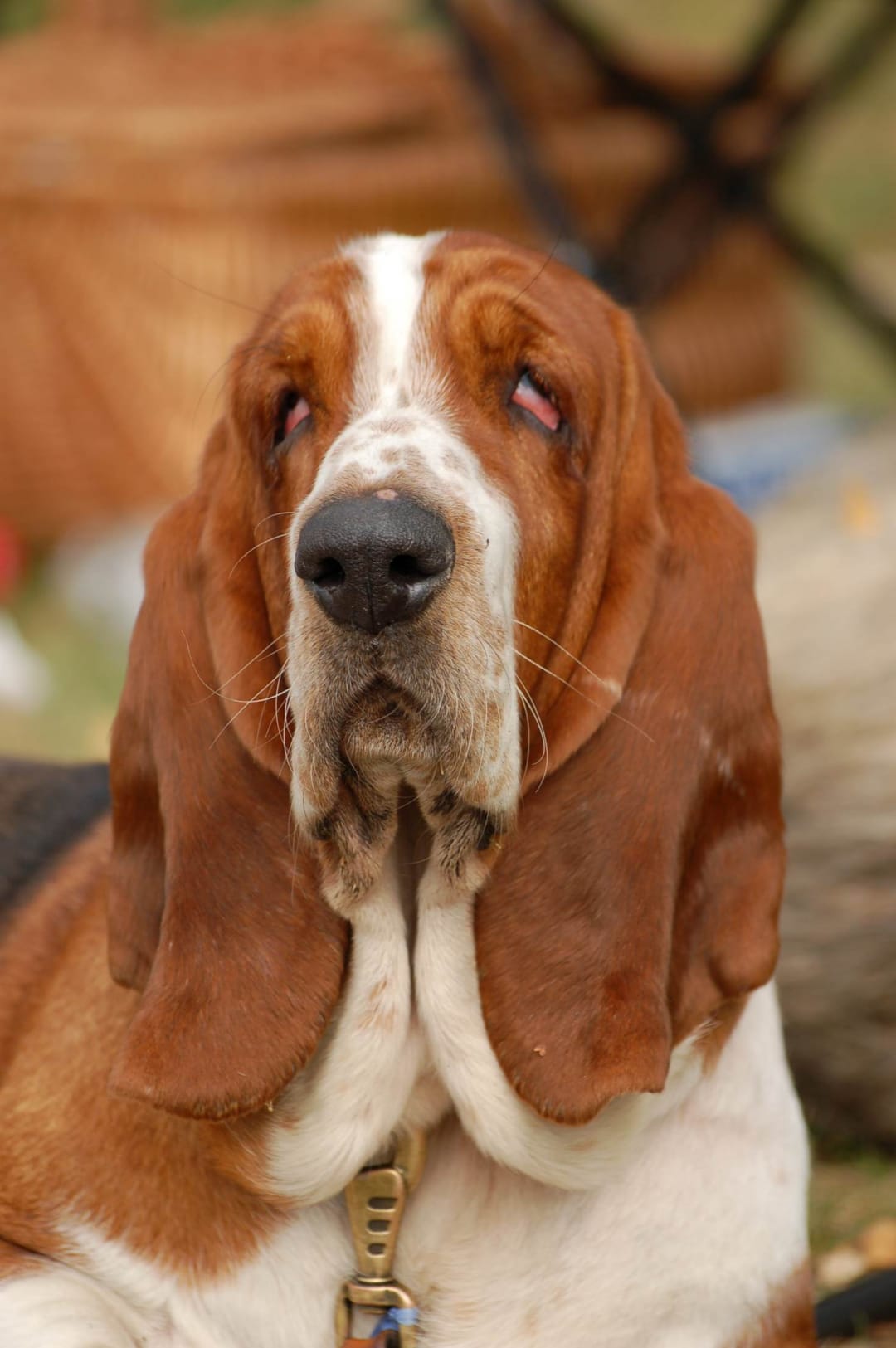 Basset Hound Dog Breed Traits And Characteristics