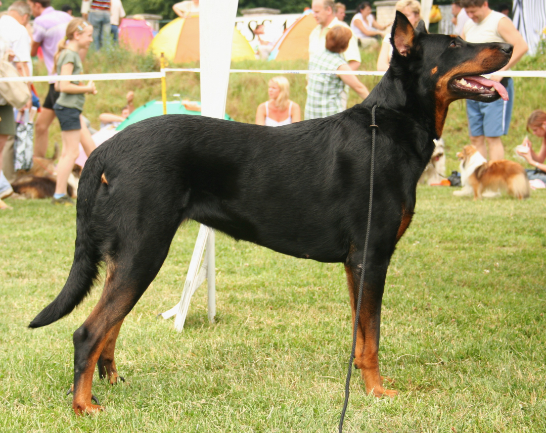 Beauceron Breeders in 9 States