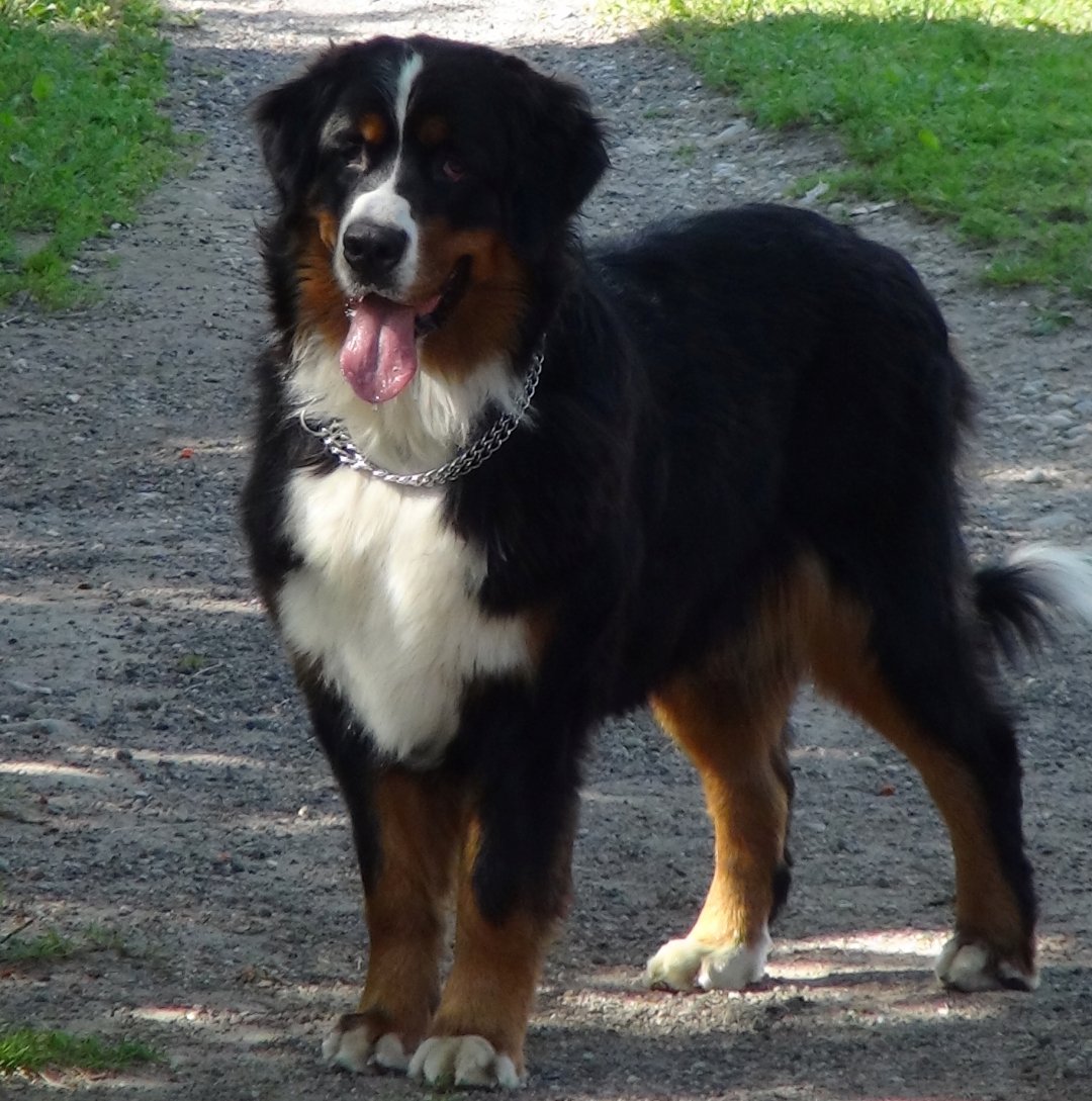 Bernese Mountain Dog Breeders in 41 States