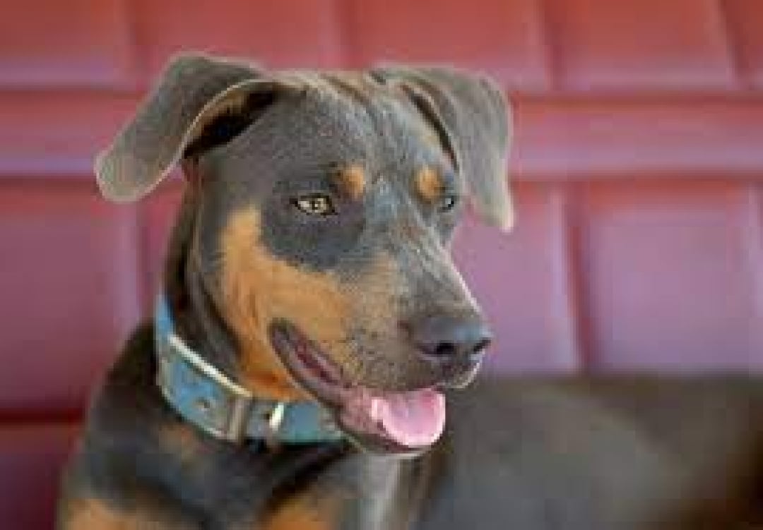 Blue Lacy Breeders in 1 States