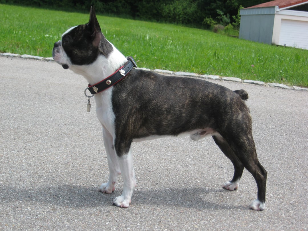 Boston terrier kennels best sale