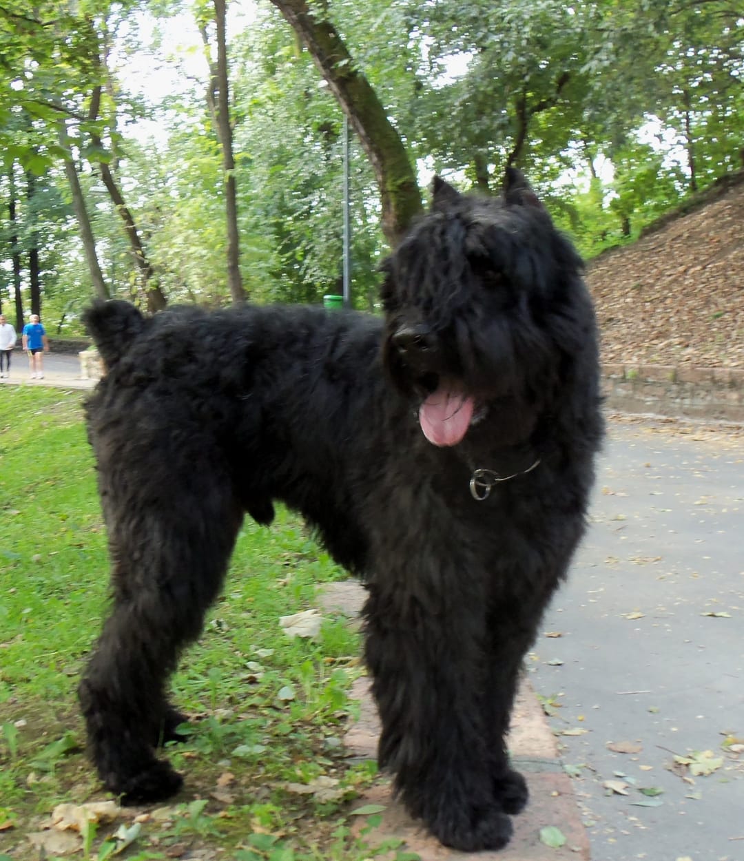 Tesori Di Caroline Bandiera Da Giardino Bouvier Des Flandres Con Bandiera Americana - 27,9x38,1 Cm, Double Face, Multicolore