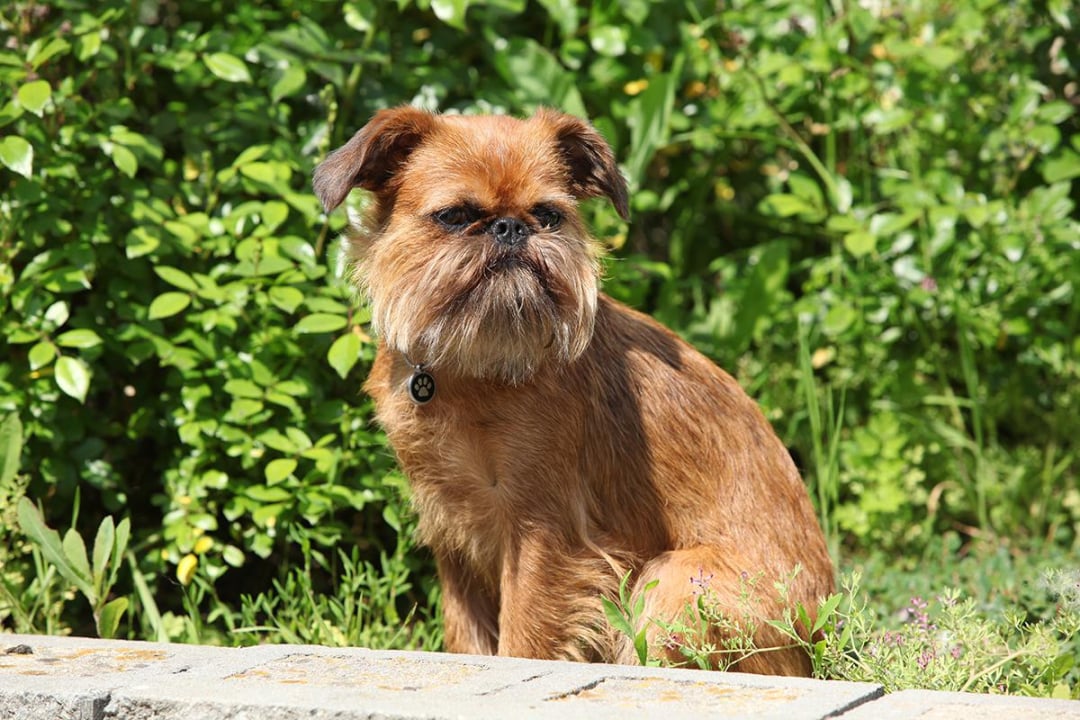 Brussels Griffon Breeders in 27 States