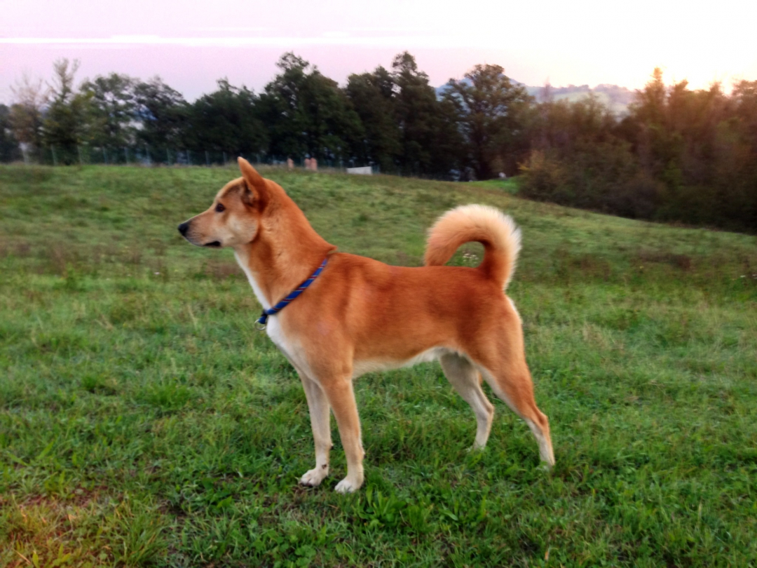 Canaan Dog Breeders in 1 States