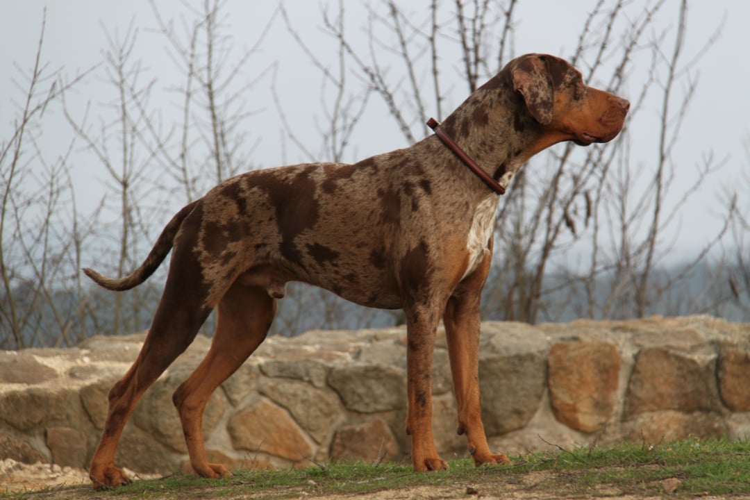 Catahoula Leopard Dog Breeders in 1 States