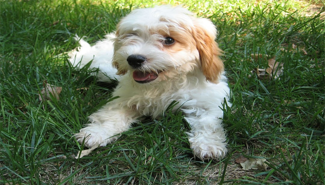 Cavapoo Breeders in 9 States