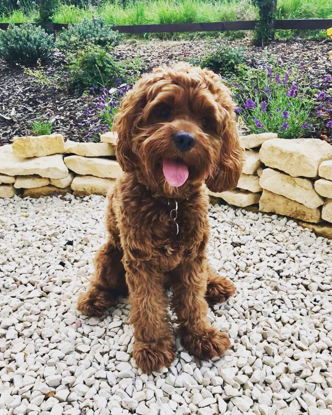 Cockapoo Breeders in 7 States