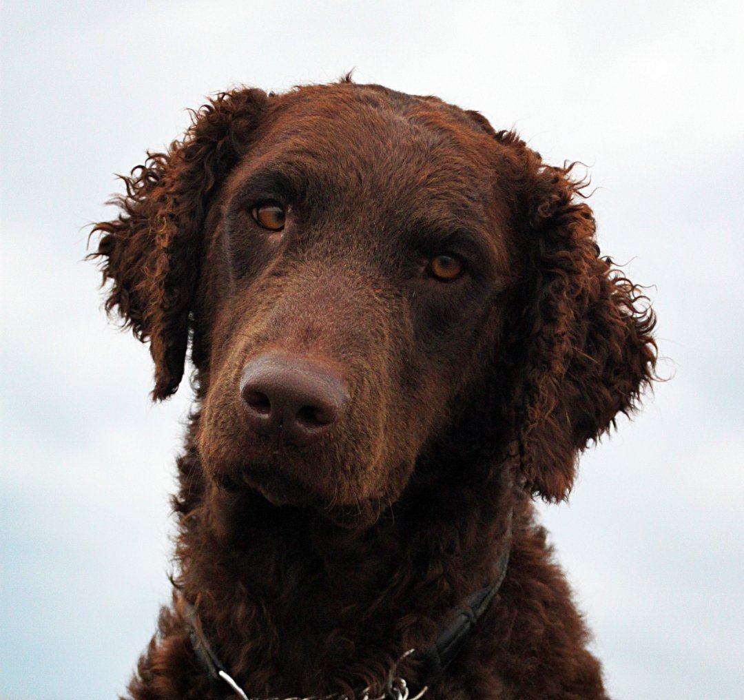 Curly-Coated Retriever Breeders in 4 States