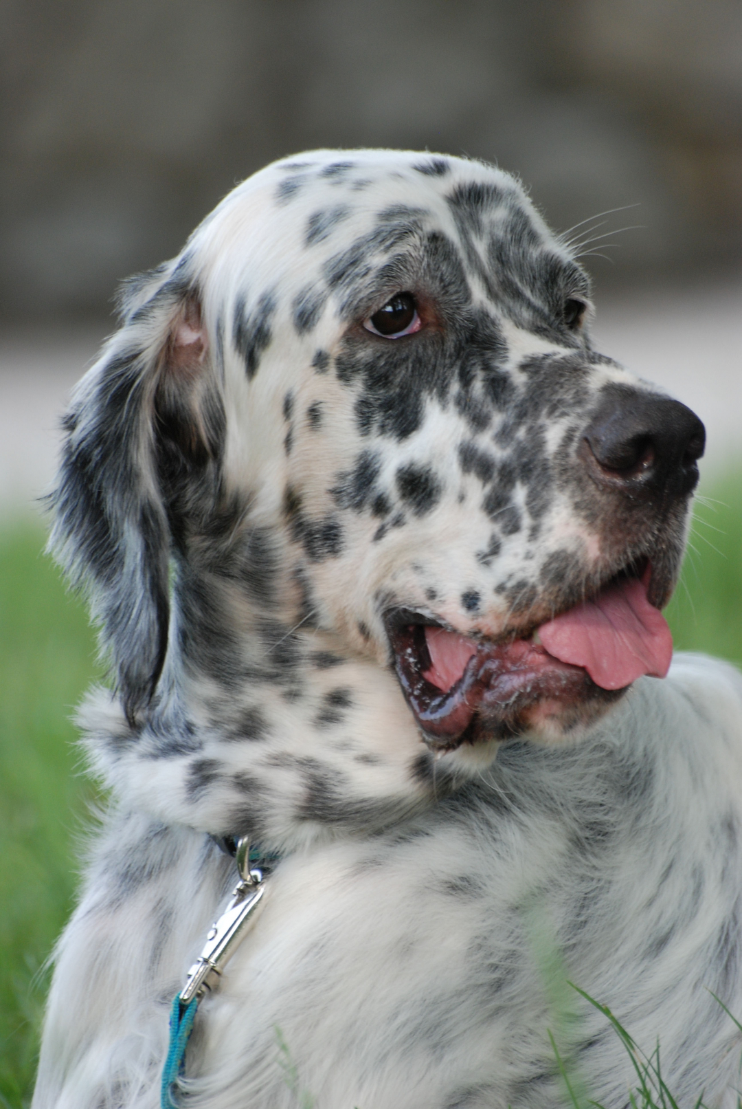 English Setter Breeders in 19 States