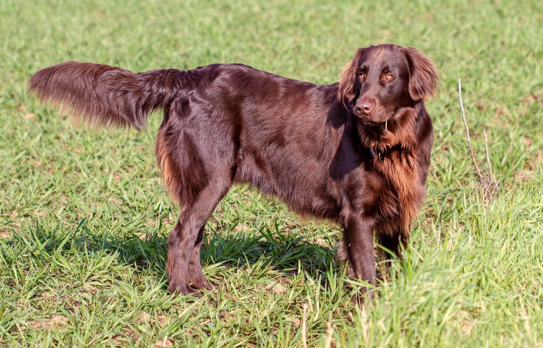 Flat-Coated Retriever Breeders in 11 States