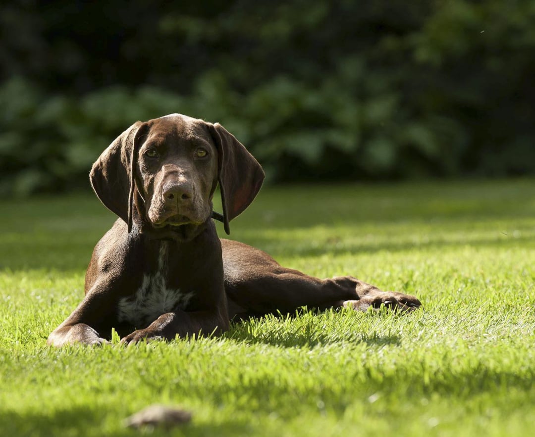 German Shorthaired Pointer Breeders in 44 States