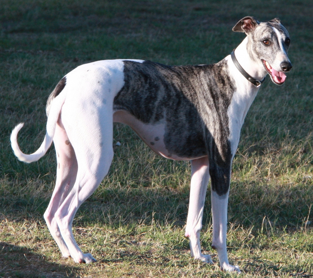 Greyhound Breeders in 3 States