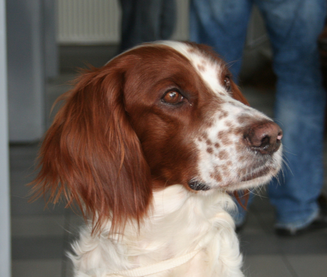 Irish Red And White Setter Breeders in 8 States