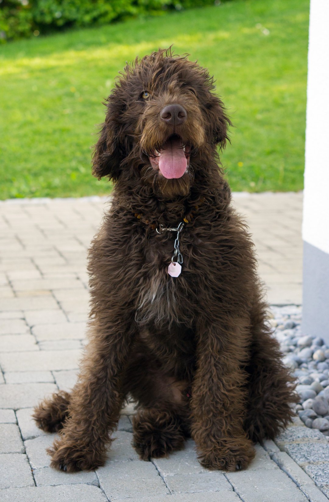 Labradoodle Breeders in 6 States