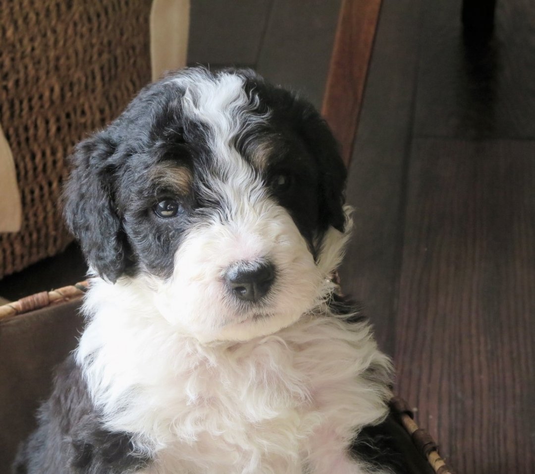 Mini Bernedoodle Breeders in 6 States