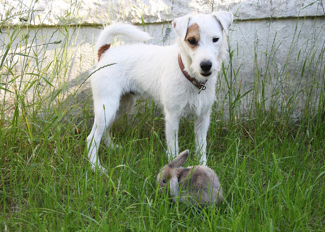 Parson Russell Terrier Breeders in 9 States