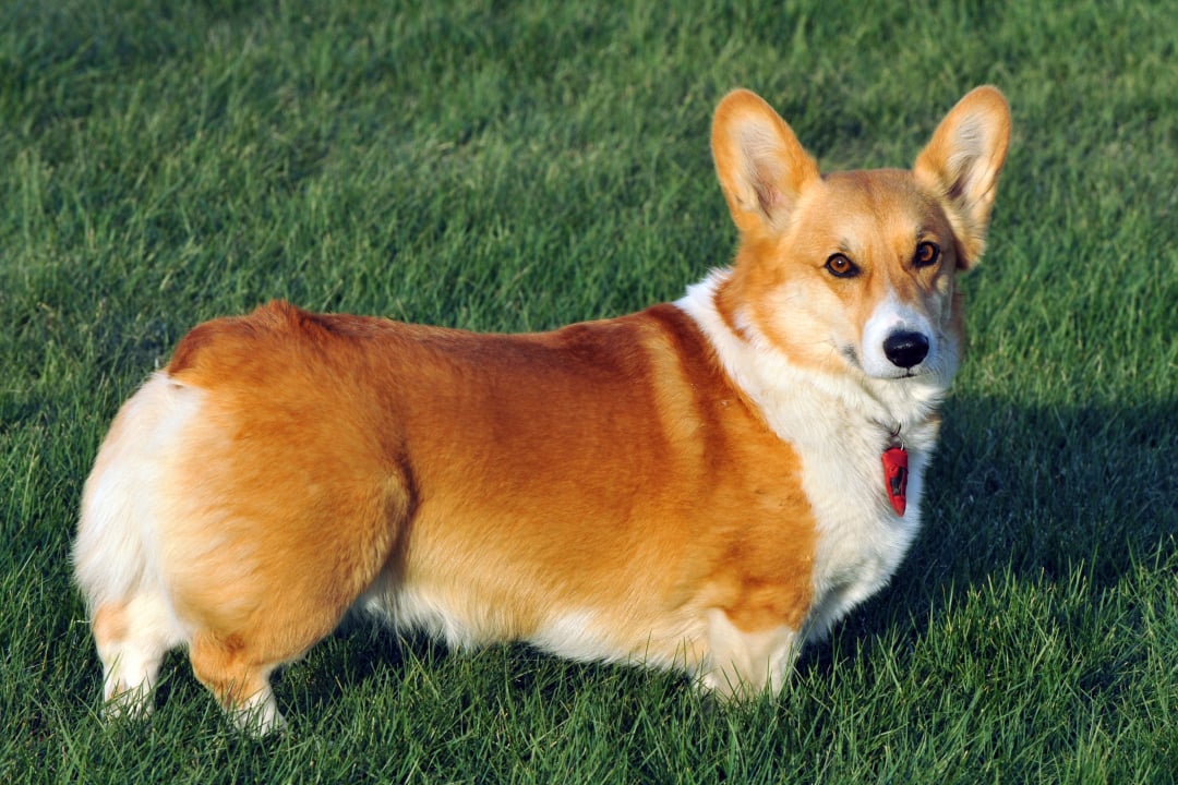 Med venlig hilsen galning score Pembroke Welsh Corgi Breeders in Indiana with Puppies for Sale | PuppyHero