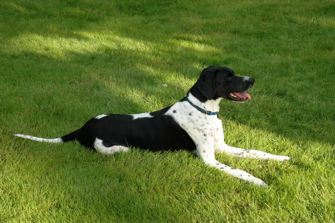 Pointer Breeders in 12 States