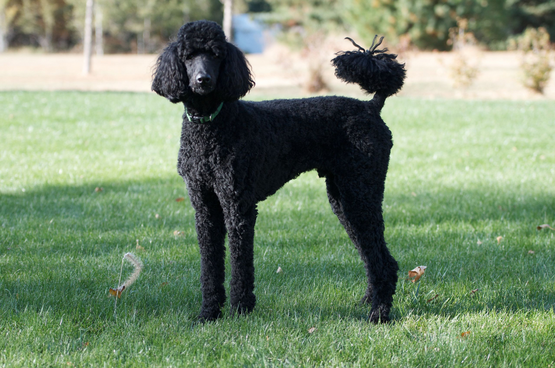 Poodle Breeders in 46 States