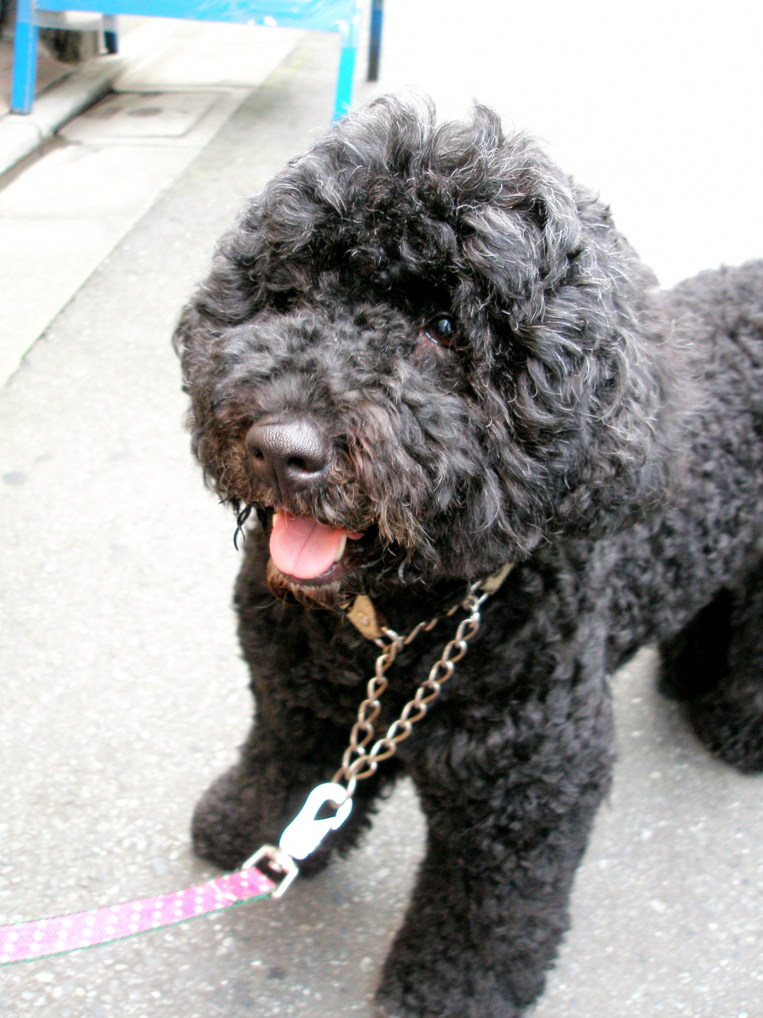 Portuguese Water Dog Breeders in 35 States