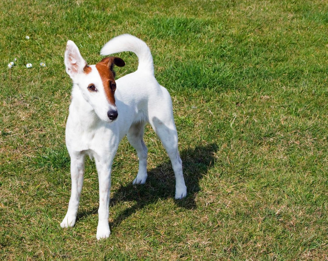 Smooth Fox Terrier Breeders in 10 States