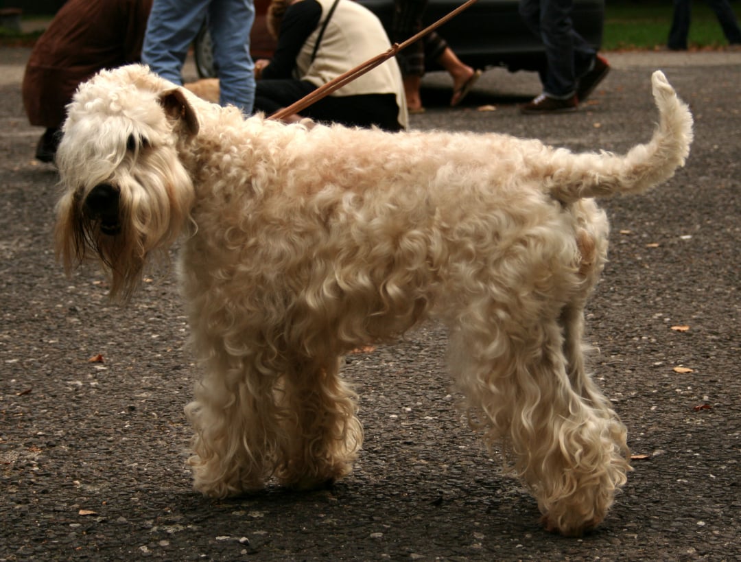 Soft Coated Wheaten Terrier Breeders in 28 States