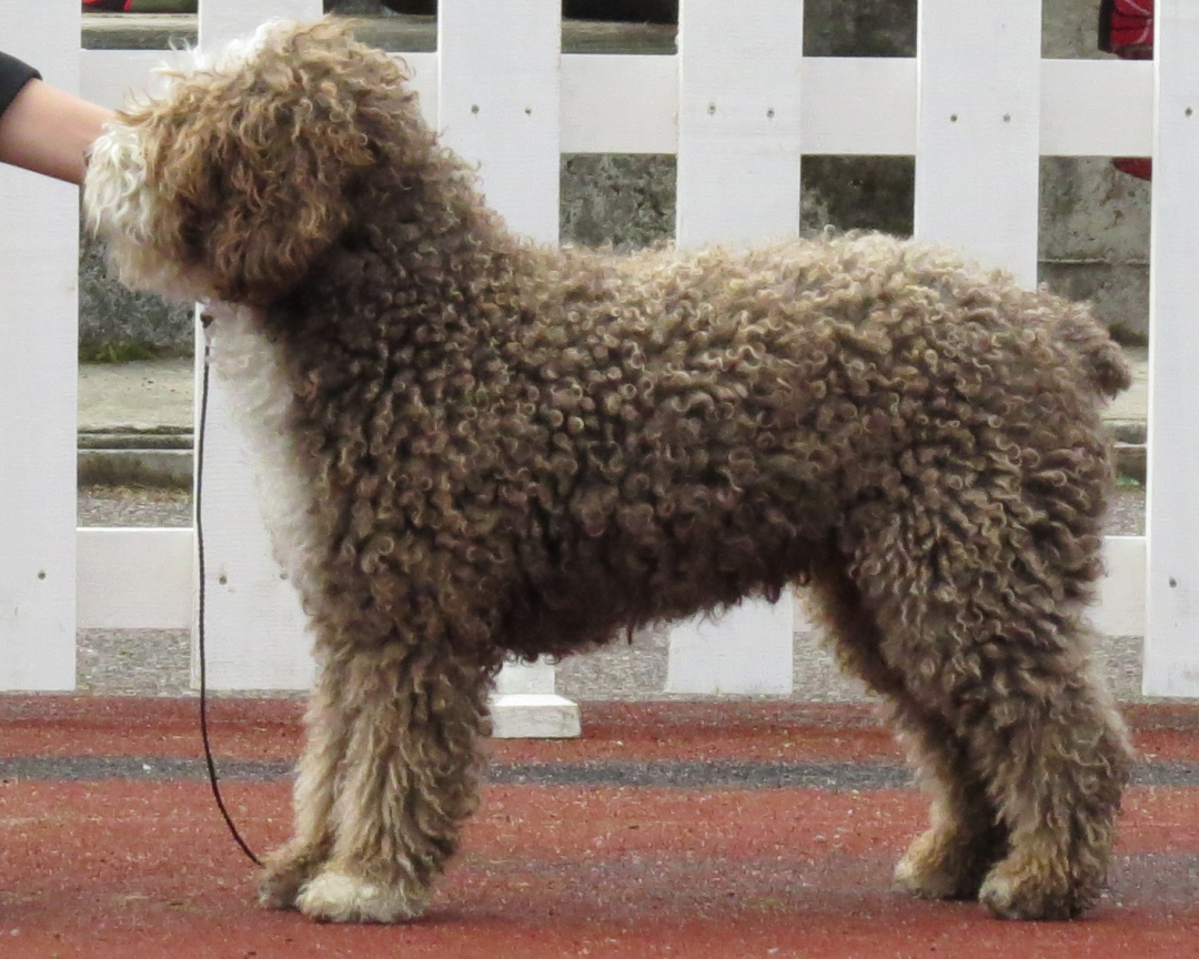 Spanish Water Dog Breeders in 6 States