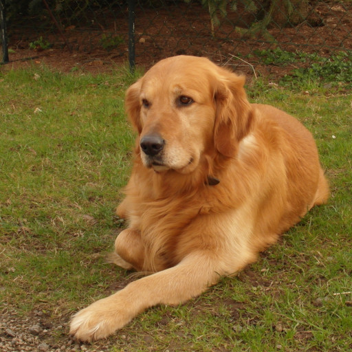 Bark in the Park - Southern California Golden Retriever Rescue