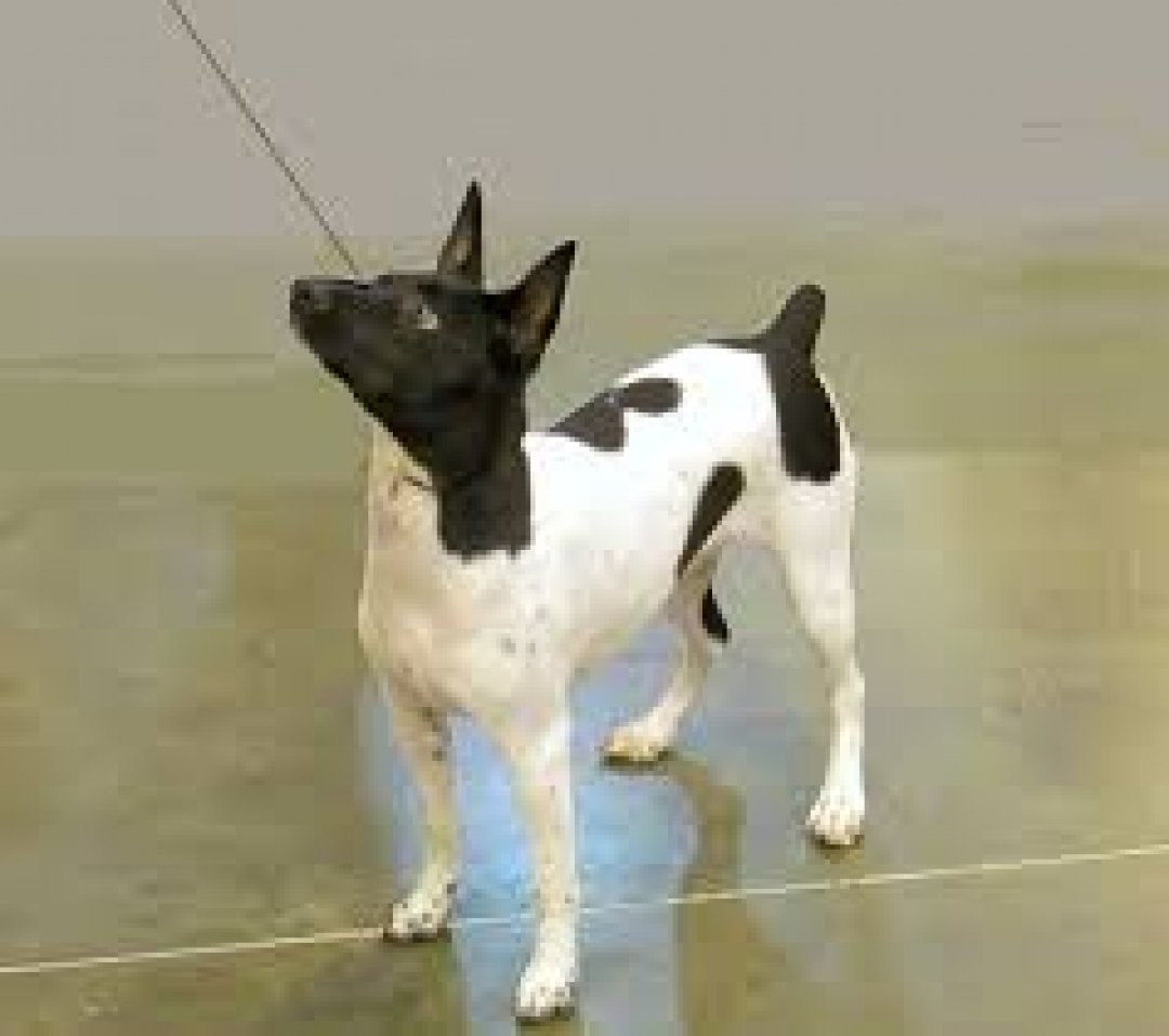 Toy Fox Terrier Breeders in 13 States