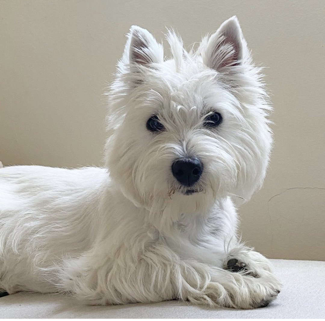 are west highland white terrier noisy