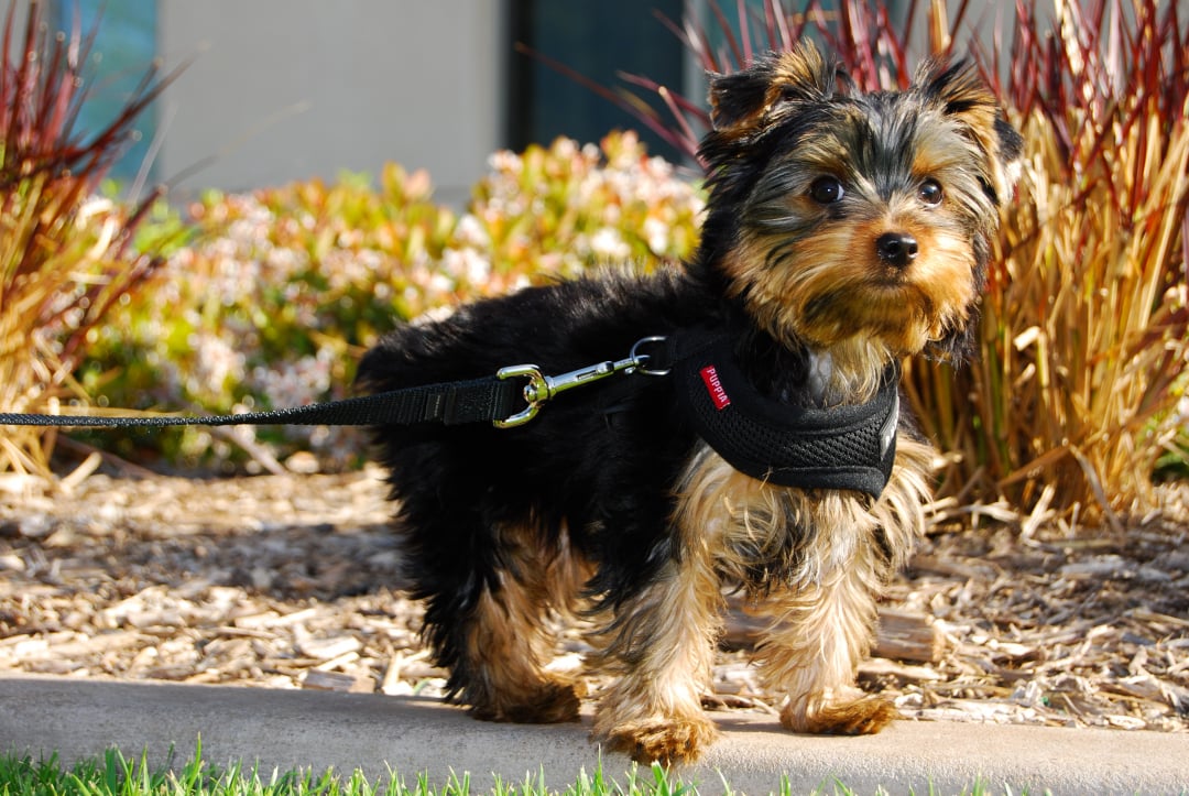 Yorkshire Terrier Breeders in 47 States