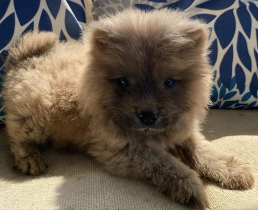 Chow Chow