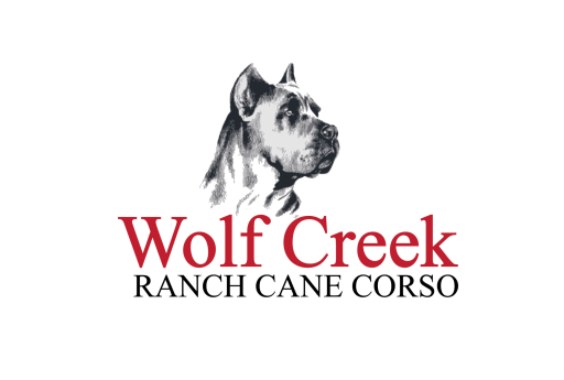 Cane Corso