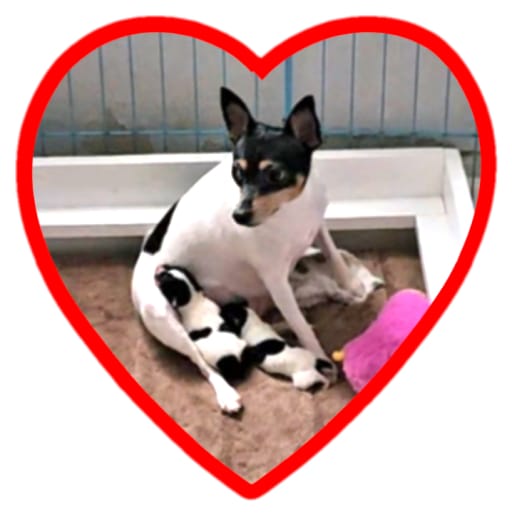 Toy Fox Terrier