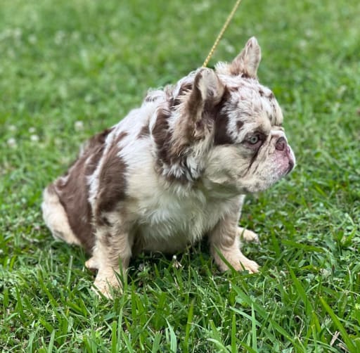 French Bulldog