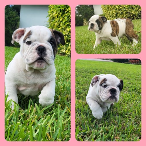 Bulldog