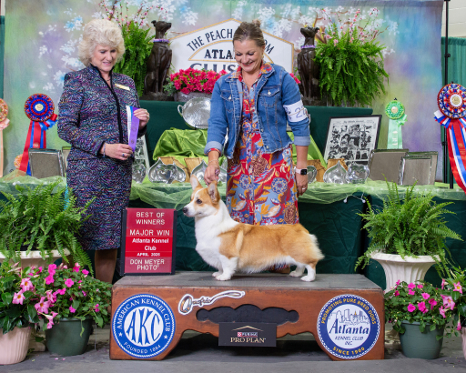 Pembroke Welsh Corgi
