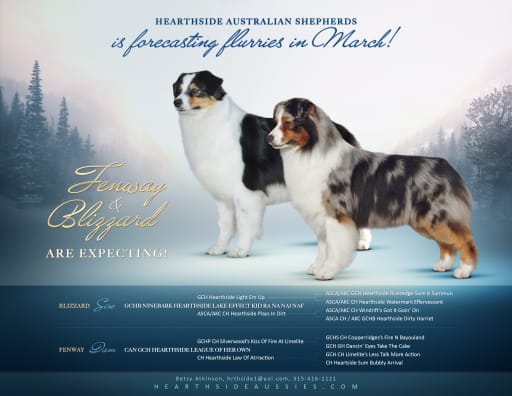 Australian Shepherd