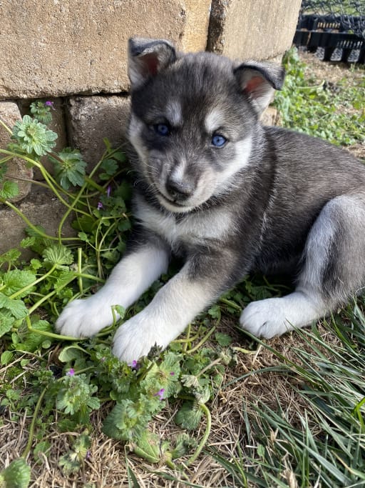 Siberian Husky