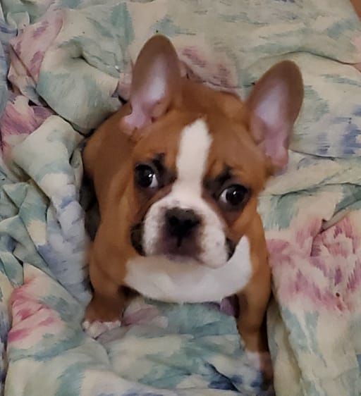 French Bulldog