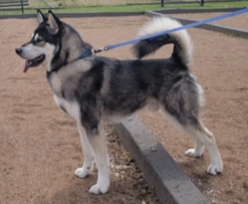 Alaskan Malamute