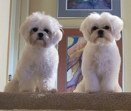 Maltese