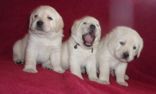 Labrador Retriever