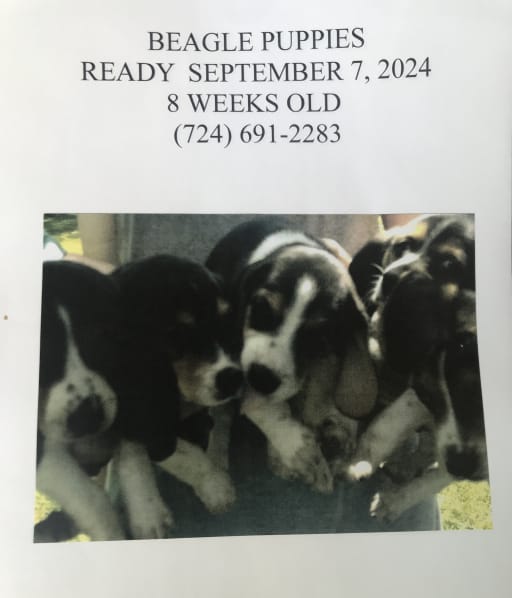 Beagle