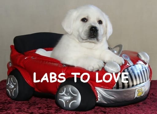 Labrador Retriever