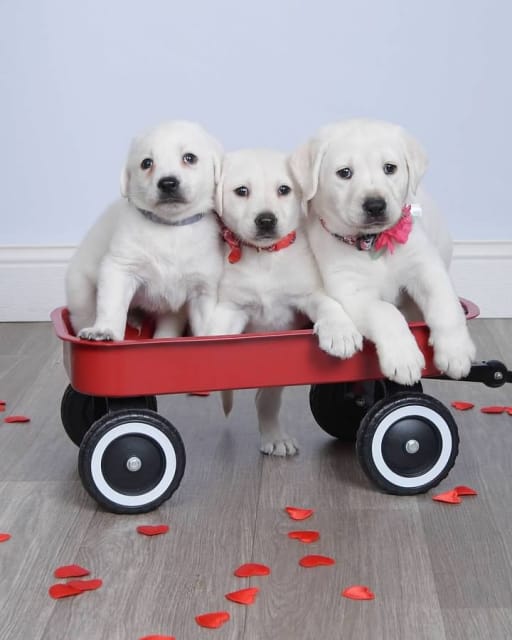 Labrador Retriever